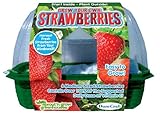 DuneCraft Sprout 'n Grow Greenhouses Strawberries