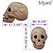 Myard Fireproof Imitated Human Fire Pit Skull Gas Log for NG, LP Wood Fireplace, Firepit, Campfire, Halloween Decor, BBQ (Qty 1, Brown)