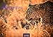 African Wildlife 2017 by 