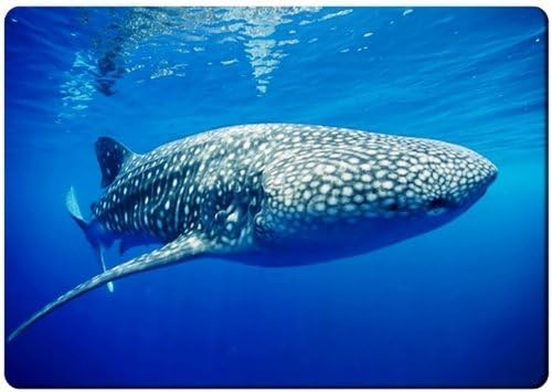 Whale shark underwater fridge magnet