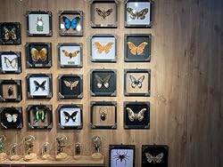 Real Framed Yellow Butterfly Dead Insect Dried Bug