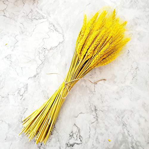 Beau Jour Natural Dried Wheat Sheaves 100 Stems for Autumn Arrangements DIY Home Decor (Gold)