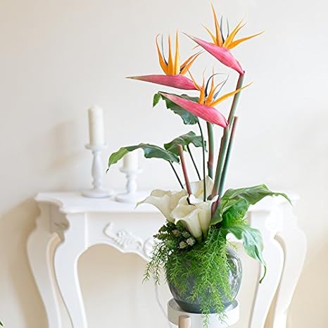 Huayifang Les Oiseaux De Paradis Horse Shoe Fleur De Lotus