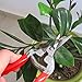 TABOR TOOLS Pruning Shears, Florist Scissors, Multi-Tasking Garden Snips for Arranging Flowers, Trimming Plants and Harvesting Herbs, Fruits or Vegetables. K17A. (Straight, Stainless Steel Blades) thumb 3