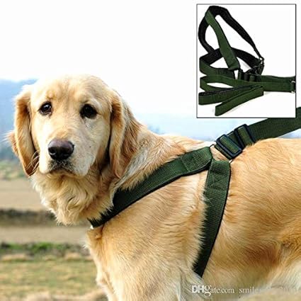 rottweiler dog body belt