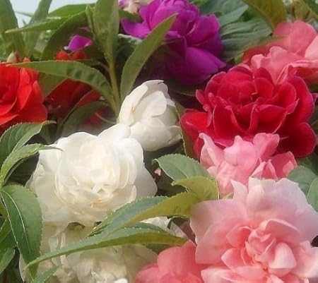 Seedscare India Alsam Camellia Mixed Flower Seeds Impatiens Balsamina (Pack of 50)