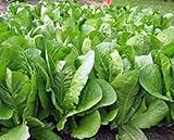 Romaine Lettuce Seed, Paris Island, Heirloom, Organic, Non Gmo, 50+ Seeds,