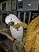 Birds LOVE Wholesome & Lovely Spray Millet Non-GMO (No Stems Only Edible Tops) for Parrots Birds Cockatiel Lovebird Parakeets Finch Canary All Parrots Healthy Treat - 5lbs