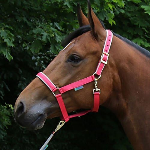 Bucas Dublin Head Collar Cob Paradise Pink