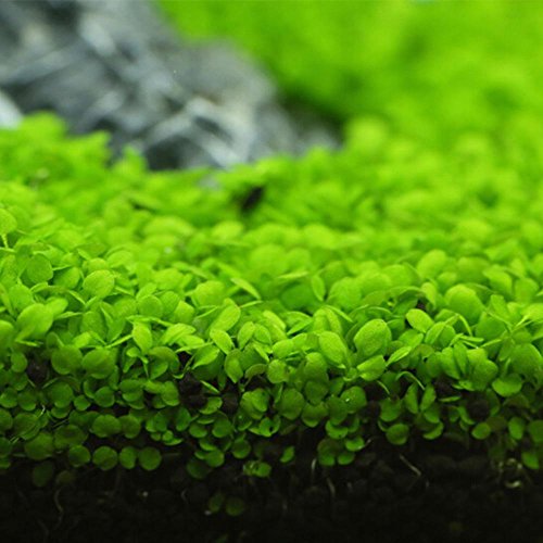 Aquarium Plants Seeds Aquatic Glossostigma Hemianthus Callitrichoides Water Grass Seeds for Fish Tank Rock Lawn Garden Decor -Small Leaf