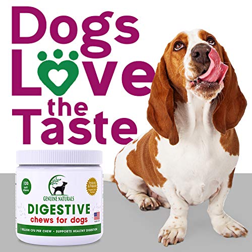 Digestive Supplement for Dogs Best Probiotic for Dogs That Helps with