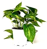 9GreenBox - Golden Devil's Ivy - Pothos - Epipremnum - 4" Pot - Live Plant Ornament Decor for Home, Kitchen, Office, Table, Desk - Attracts Zen, Luck, Good Fortune - Non-GMO, Grown in The USA