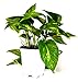 9GreenBox - Golden Devil's Ivy - Pothos - Epipremnum - 4