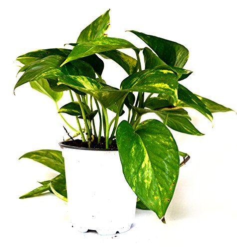 9GreenBox - Golden Devil's Ivy - Pothos - Epipremnum - 4" Pot - Live Plant Ornament Decor for Home, Kitchen, Office, Table, Desk - Attracts Zen, Luck, Good Fortune - Non-GMO, Grown in The USA