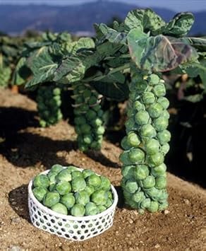 Amazon ポコポコ出来る栄養満点の冬野菜 芽キャベツのタネ 約１０粒 第4種または一般郵便発送 花