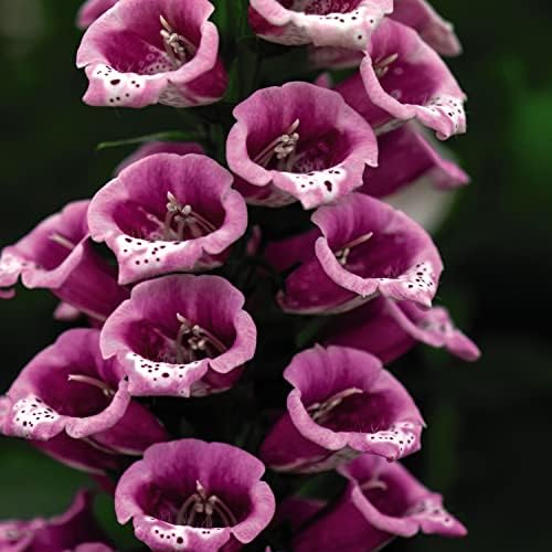 Foxglove Plants Garden Ready Digitalis purpurea 'Candy Mountain' Hardy ...