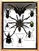 REAL MIXS VERY RARE INSECT TAXIDERMY SET IN BOXES DISPLAY FOR COLLECTIBLES