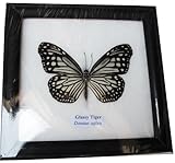 FRAMED REAL BEAUTIFUL GLASSY TIGER BUTTERFLY DISPLAY INSECT TAXIDERMY
