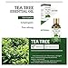 Tea Tree Essential Oil for Face Hair Nail Acne Lice,100% Natural Premium Melaleuca Therapeutic Grade - Great with Soap and Shampoo, Face and Body Wash