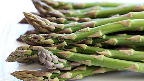 10 Asparagus Roots Jersey Knight - MALE DOMINATE - TASTY - No GMOs 10 Asparagus Roots Jersey Knight - MALE DOMINATE - TASTY - No GMOs