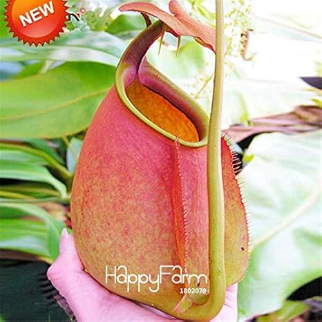 Amazon グリーンネフェントス食虫植物園芸花フラワー盆栽食べる蚊フロッセ50品種 袋 V5b40t 23 観葉植物 オンライン通販