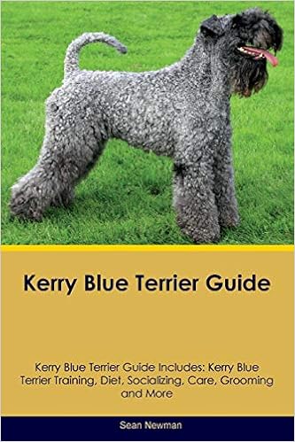 kerry blue terrier haircut