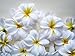 Winterworm Pack of 50 Mixed Artificial Silk Flower Plumeria Frangipani Heads 2.8 inch for Wedding Garland DIY Jewelry Accessories