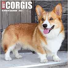 Corgi Puppy Christmas Countdown 2022 Just Corgis 2022 Wall Calendar, Corgi Dogs And Puppies (Dog Breed): Willow  Creek Press: 9781549217647: Amazon.com: Books