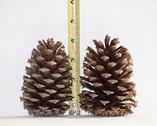 12 Crafting Cones - Natural Georgia Loblolly Pine Cones - 3" - 5" Each