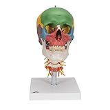 3B Scientific Didatic Skull on Cervical Spin