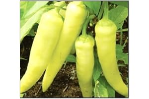 INSTANT LATCH 100 Sweet Banana Pepper Seeds for Planting Non GMO Heirloom Seeds Fresh Garden Seed