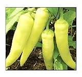 100 Sweet Banana Pepper Seeds | Non-GMO | Fresh