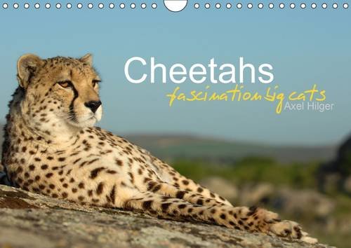Cheetahs Fascinating Big Cats: Cheetahs are Amongst the Most Fascinating Wild Cats, but Unfortunately the Fast Hunters are Threatened of Extinction. (Calvendo Animals)