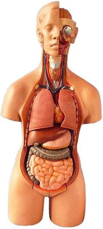 Recherche Scientifique Modele Anatomique Du Corps Humain Organe Detachable Enseignement De L Anatomie De La Structure Du Systeme Du Torse Modele D Organe Humain Amazon Fr Sports Et Loisirs