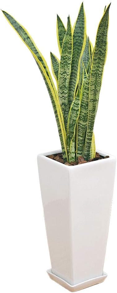 Amazon サンスベリア 7号陶器鉢植え ロングスクエア 観葉植物 オンライン通販