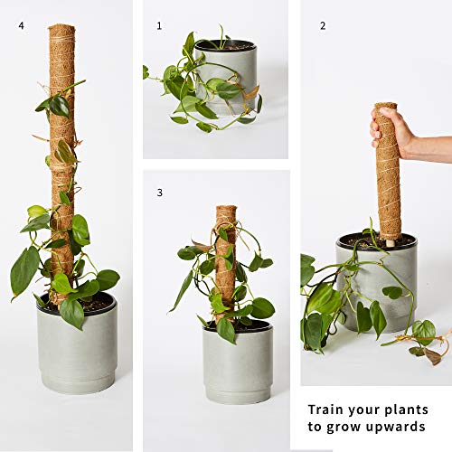 Moss Pole Monstera Plant Support Train Indoor Climbing Plants to Grow