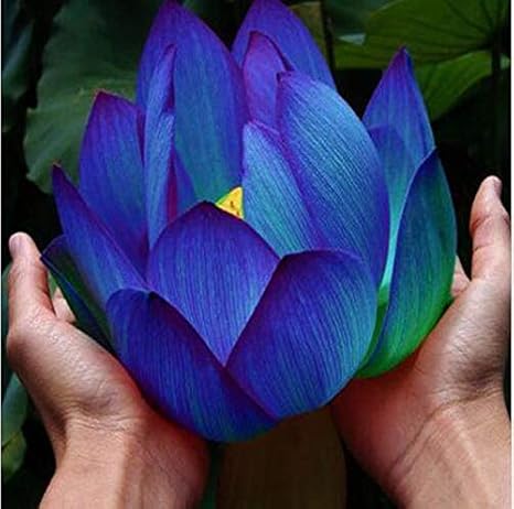 Amazon Co Jp 4 ハスの種 Whattt ホーム キッチン