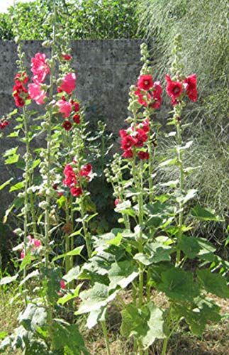 Portal Cool White Mimosa 20 Seeds/Seeds: 10 Seeds Variety 'Myrtle Hollyhock Mimosa Lentisco Caper Mallow Olive Palm Wisteria