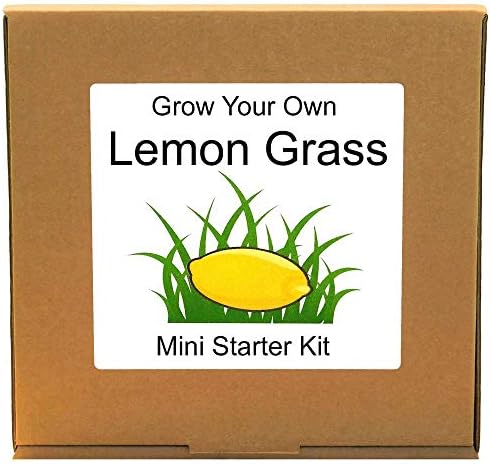 Grow Your Own Lemon Grass Herbs Kit – Unusual, Unique and Quirky Complete Beginner Friendly Indoor Gardening Gift for Men, Women or Children