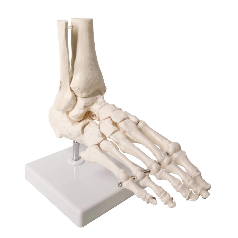 EVOTECH SCIENTIFIC Human Foot and Ankle Model, Life Size Medical Anatomy Foot Skeleton Model W/Tibia Fibula, Right, Fully Articulated, Human Skeleton Model for Medical Study & Science Classroom