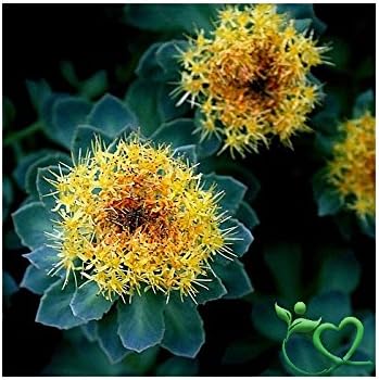 Organic Rhodiola Rosea Root Powder Thrive Naturally - 0.25kg