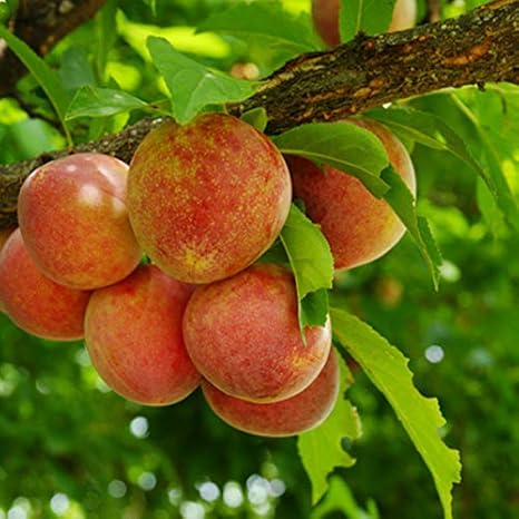 Amazon スモモ メスレー 樹高0 6m前後 15cmポット 李 接ぎ木 苗木 1年生 苗 素掘りポット苗 果樹苗 果樹 果樹園用 植木 木 1本 1 果物