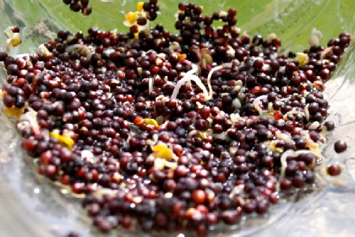 Todd's Seeds Red Russian Kale Seed - 1 Pound