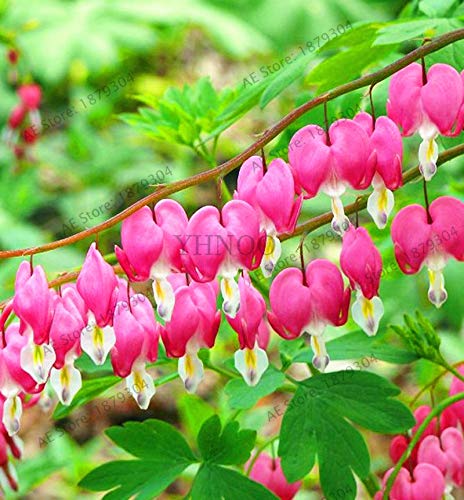Amazon Com 100pcs Spectabilis Bonsai Bleeding Heart Classic