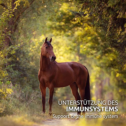 AniForte Premium Zalmolie voor honden 1 liter - Koud geperst, Omega 3 en Omega 6 vetzuren, Visolie voor puppy's… - Afbeelding 8