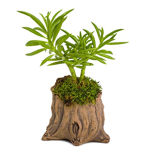 Natural Elements Stump Planter (Shorty)  Realistic woodland-themed with intricate weathered bark detail + Fiber Soil + moss mulch. Grow succulents, cactus, African Violets. Striking in any dcor.