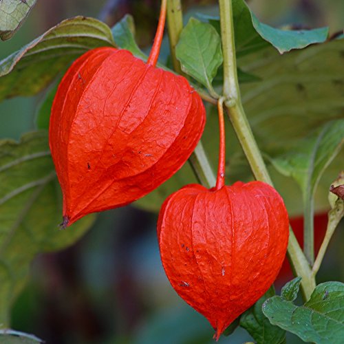 Winter Cherry, Bladder Cherry seeds - Physalis alkekengi