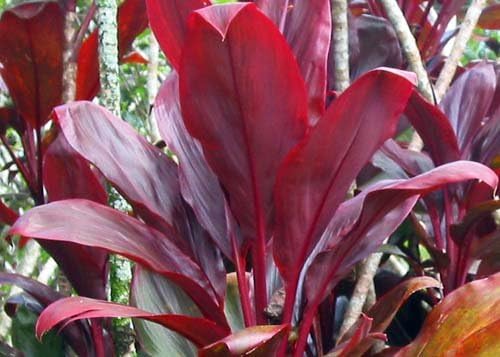 Hawaiian Red Ti Plant 20 Log Cuttings (Pack of 10) Grow Hawaii