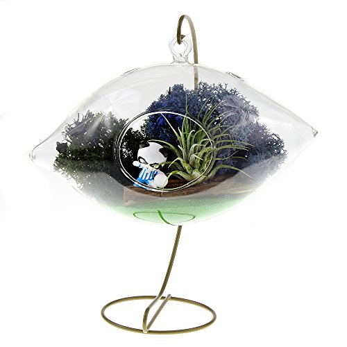 NW Wholesaler DIY "Purple Passion" Complete Terrarium Kit with Live Tillandsia Air Plant - Thumbnail 7