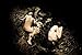 Eiko & Koma: Time Is Not Even, Space Is Not Empty